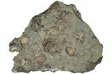 Eight Fossil Crinoids (Eretmocrinus & Dichocrinus) -Gilmore City, Iowa #232269-1